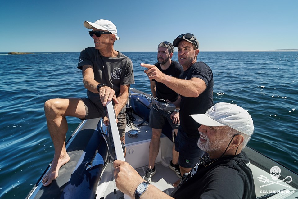 How Sea Shepherd are using a Protector to save endangered sea lions 